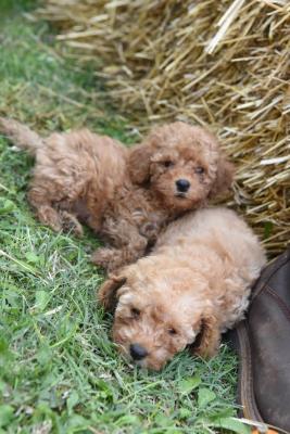 Miniature poodle - Vienna Dogs, Puppies