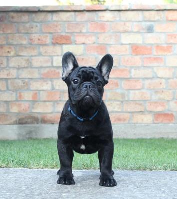 French bulldog puppies - Vienna Dogs, Puppies