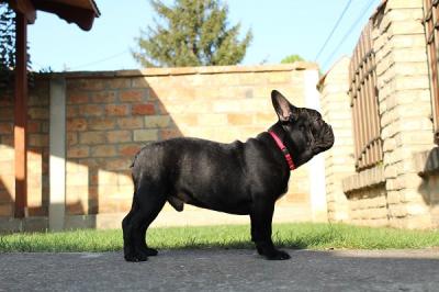 French bulldog puppies - Vienna Dogs, Puppies