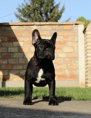 French bulldog puppies - Vienna Dogs, Puppies