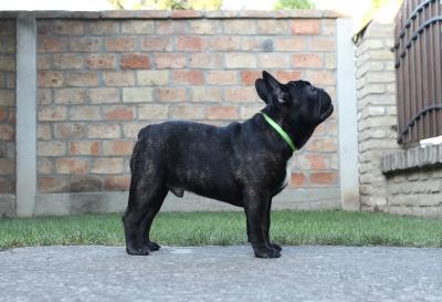 French bulldog puppies - Vienna Dogs, Puppies