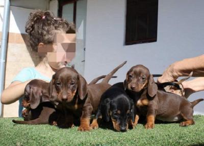 Dachshund - Vienna Dogs, Puppies