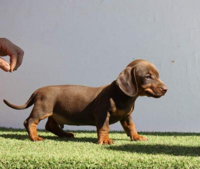 Dachshund - Vienna Dogs, Puppies