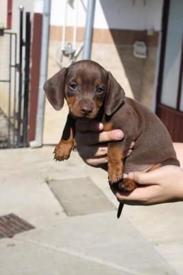 Dachshund - Vienna Dogs, Puppies