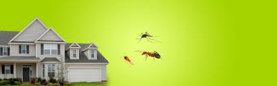 With The Help Of Pest City USA - Pest Control Experts, Bid Pests Farewell - Detroit Other