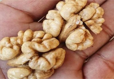 Buy Kashmiri walnuts online for health benefits - enjoy the goodness of kashmiri dry fruits online - Ahmedabad Other