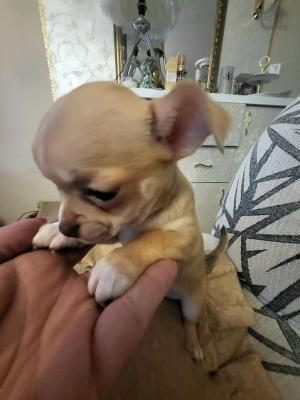 Female chihuahua - Vienna Dogs, Puppies