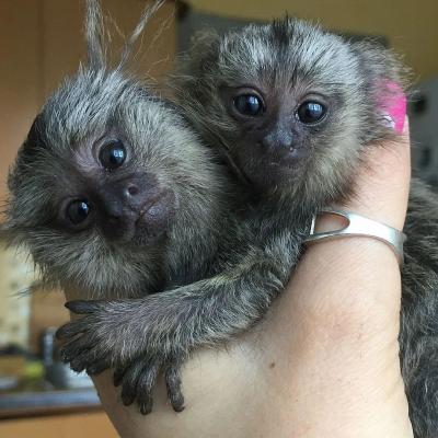   Marmoset Monkey for Adoption - Kuwait Region Other