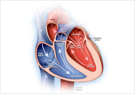 Coronary Artery Bypass Graft treatment in India - Other Health, Personal Trainer