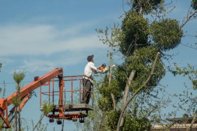 Tree Removal Services in Frankston