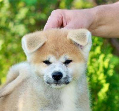 Akita Inu - Vienna Dogs, Puppies