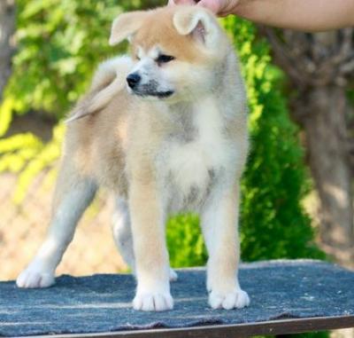 Akita Inu - Vienna Dogs, Puppies