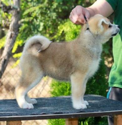 Akita Inu - Vienna Dogs, Puppies