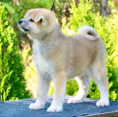 Akita Inu - Vienna Dogs, Puppies