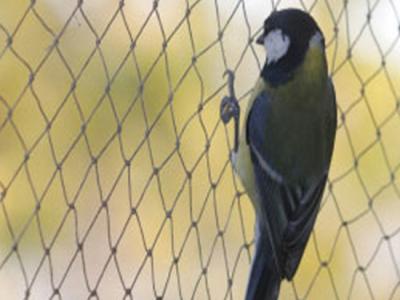 Pigeon Safety Nets in Bangalore - Bangalore Other