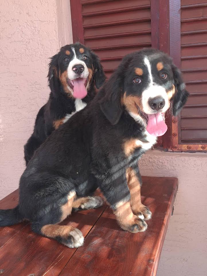 Bernese Mountain Dog females - Vienna Dogs, Puppies