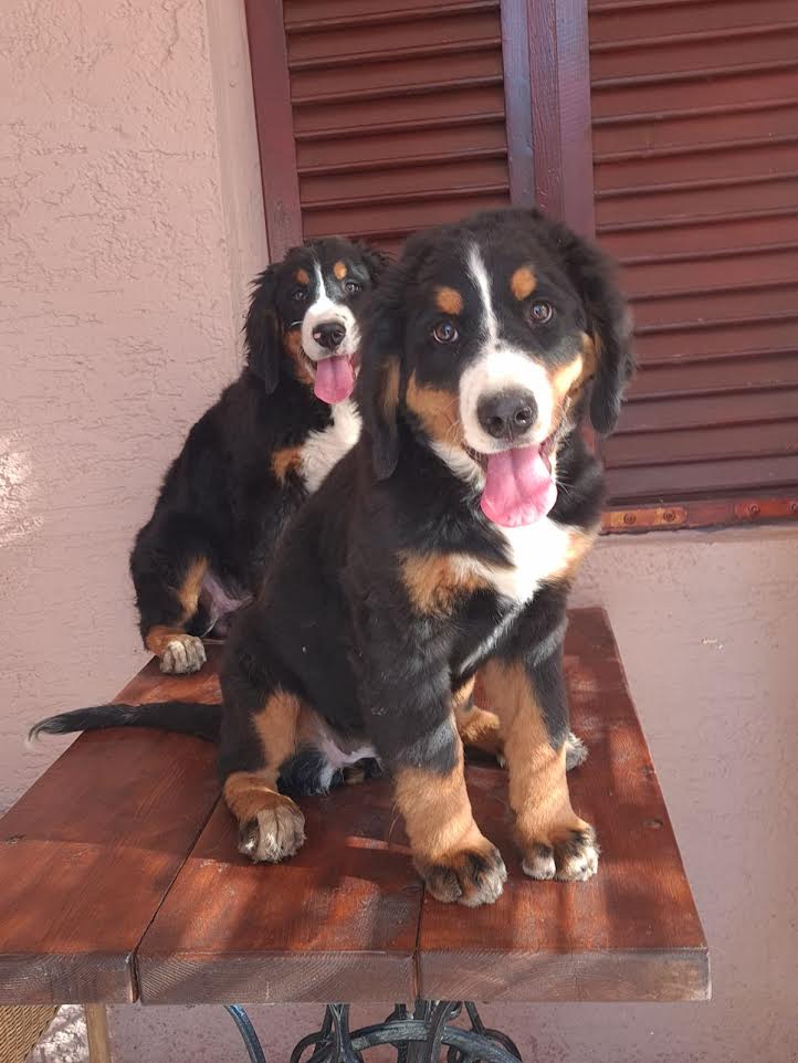 Bernese Mountain Dog females - Vienna Dogs, Puppies