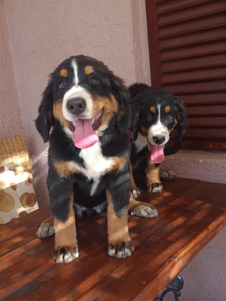 Bernese Mountain Dog females - Vienna Dogs, Puppies