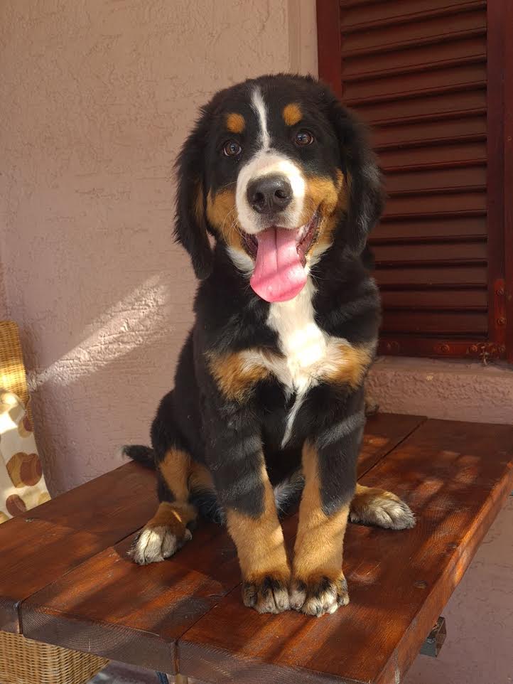 Bernese Mountain Dog females - Vienna Dogs, Puppies