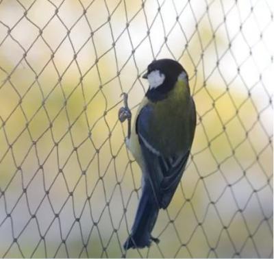 anti bird nets in bangalore - Bangalore Other