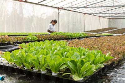What is Urban farming?