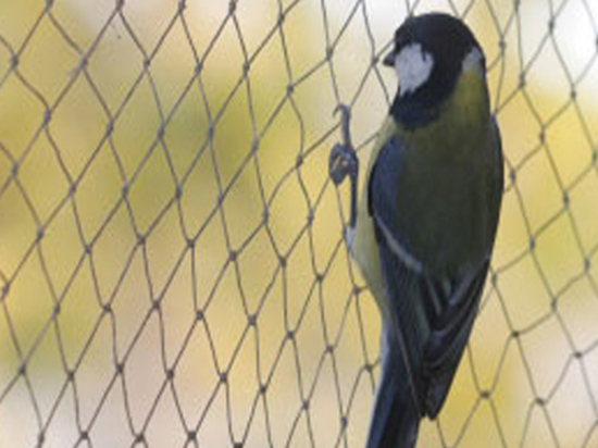 Bird safety nets in Bangalore - Bangalore Other