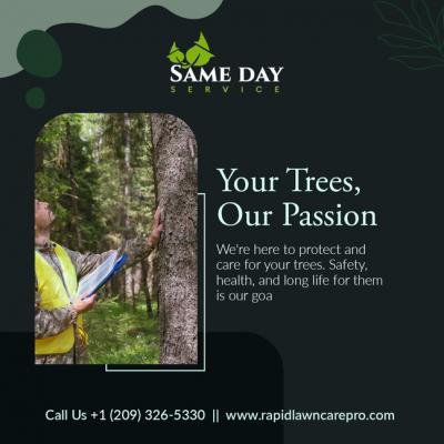 Professional Tree Care Services in Stockton, California | Same Day Service - Washington Professional Services