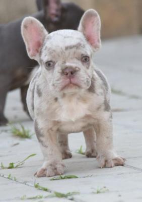 FRENCH BULLDOG - exotic colors - Vienna Dogs, Puppies
