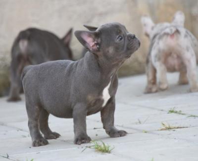 FRENCH BULLDOG - exotic colors - Vienna Dogs, Puppies