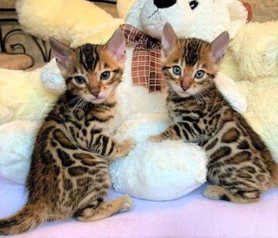 Bengal kittens - Zurich Cats, Kittens