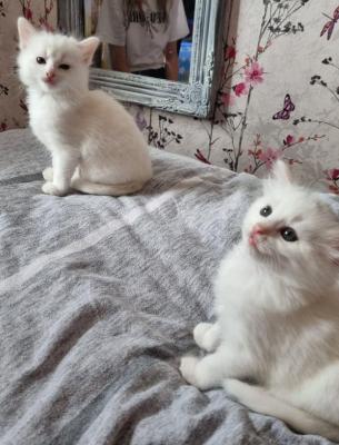 Male and Female Turkish Angora Kittens - Zurich Cats, Kittens