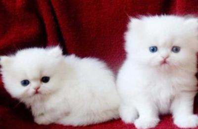 white indoor Persian kittens.mess(christellelorrelle7815@gmail.com) - Zurich Cats, Kittens