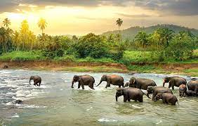 Honeymoon Tour Packages to Sri Lanka