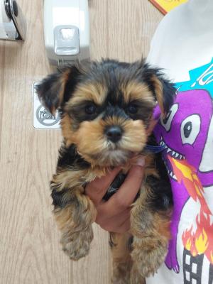 yorkshire terrier puppies - Toronto Dogs, Puppies