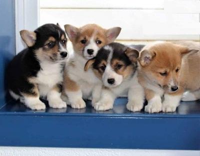 pembroke welsh Corgi Puppies - Zurich Dogs, Puppies