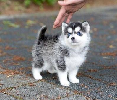 Pomsky puppies available in good health condition for new homes - Zurich Dogs, Puppies