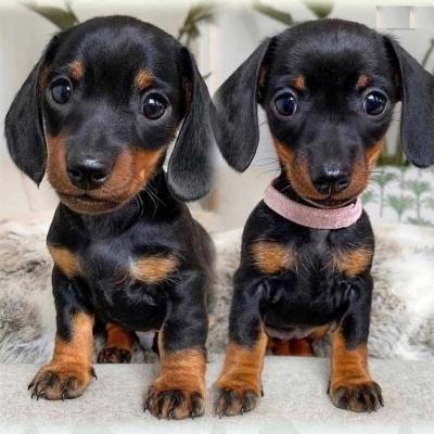 Mini smooth n rough coat dachshunds puppies - Zurich Dogs, Puppies