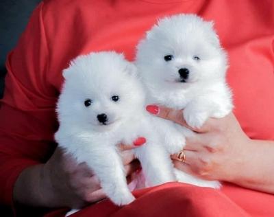 White Pomeranian Puppies  - Zurich Dogs, Puppies