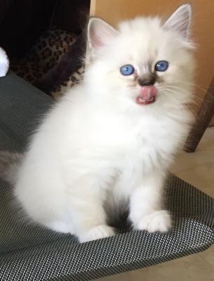 Birman kittens - Brussels Cats, Kittens