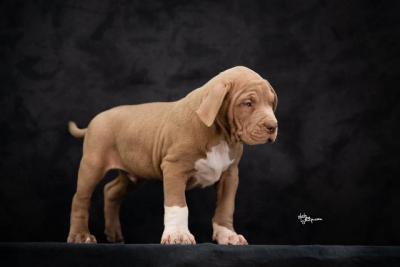 American bully XL - Vienna Dogs, Puppies