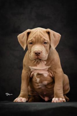 American bully XL - Vienna Dogs, Puppies