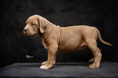 American bully XL - Vienna Dogs, Puppies