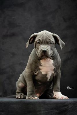 American bully XL - Vienna Dogs, Puppies