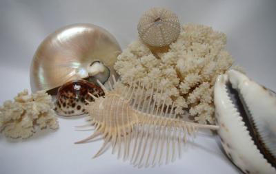 Where Are Cowrie Shells Found and What It Means Spiritually? Touresham : - Delhi Other