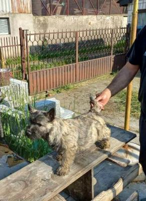 Männliche Cairn-Terrier-Welpen - Vienna Dogs, Puppies