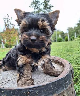 Yorkshire-Terrier-Welpen - Vienna Dogs, Puppies