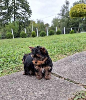 Yorkshire-Terrier-Welpen - Vienna Dogs, Puppies