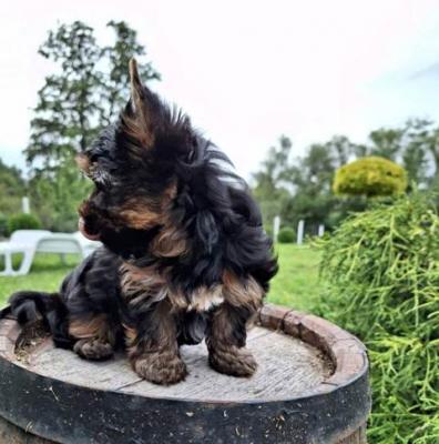 Yorkshire-Terrier-Welpen - Vienna Dogs, Puppies