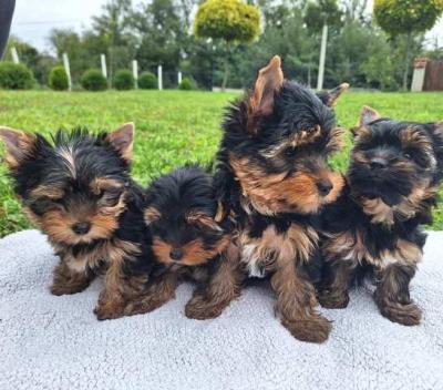 Yorkshire-Terrier-Welpen - Vienna Dogs, Puppies