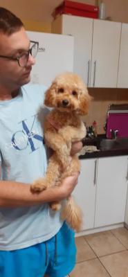 Toy poodle - Vienna Dogs, Puppies